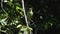 Bird barbet sitting and pooping on a branch