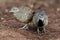 Bird, Barred Buttonquail Turnix suscitator