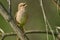 Bird - Barred Warbler  Sylvia nisoria  sitting on a branch of a bush sunny summer morning.