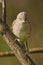 Bird - Barred Warbler  Sylvia nisoria  sitting on a branch of a bush sunny summer morning.