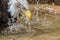 Bird bath. American bald eagle bird in the water. Close-up wildlife photography