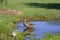 Bird bath created by rain/Litter bug