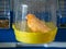 Bird bath. Orange canary washes in a bird bath in its cage. Breeding songbirds at home