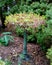 Bird Bath with Plants Growing Out of It