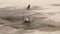 A bird bathes in a puddle on a hot sunny day.