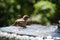 Bird bathing in the fountain