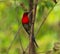BIRD Beautiful Crimson sunbird perching on branch.