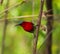 BIRD Beautiful Crimson sunbird perching on branch.