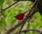 BIRD Beautiful Crimson sunbird perching on branch.