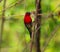 BIRD Beautiful Crimson sunbird perching on branch.
