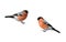 Bird beautiful plump red bullfinch on a branch isolated