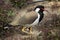 Bird beautifully standing in exotic nature