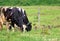 Bird Behavior and Grazing Cows