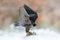 Bird behaviour. Peregrine Falcon sitting in snow with orange leaves and caught bird. Wildlife scene from nature. Bird behaviour in