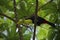 Bird with big beak Keel-billed Toucan, Ramphastos sulfuratus, in habitat green treetop with big leaves, Mexico