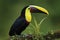 Bird with big bill. Rainy season in America. Chestnut-mandibled toucan sitting on branch in tropical rain with green jungle backgr