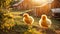 bird bird chickens sun farm color adorable small fluffy little