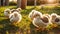 bird bird chickens sun farm color adorable small fluffy little creature