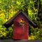 Bird and Bird House under a sunbeam