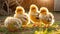 bird bird little chickens the farm color adorable small fluffy sun