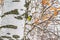 Bird bird pecking on the trunk of a birch, close-up, art winter background,