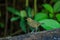 Bird,Bird Siberian blue robin