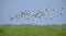 Bird, Bird of Thailand, Migration birds Pied Avocet