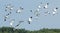 Bird, Bird of Thailand, Migration birds Pied Avocet