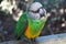 Bird, birdwatching, parrot, South Africa, Garden Route, Plettenberg Bay