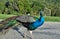 Bird, birdwatching, peacock, South Africa, Garden Route, Plettenberg Bay