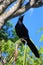 Bird, black bird, tree, nature, sky, wildlife, Panama