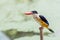 Bird black Capped Kingfisher (halcyon Pileata) Waiting to catch