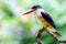 Bird black Capped Kingfisher (halcyon Pileata) Waiting to catch