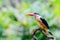 Bird black Capped Kingfisher (halcyon Pileata) Waiting to catch