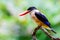 Bird black Capped Kingfisher (halcyon Pileata) Waiting to catch