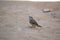 Bird, black chest africa sand