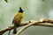 Bird --- black-crested yellow bulbul