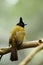 Bird --- black-crested yellow bulbul