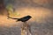 Bird black drongo