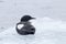 A bird, Black Guillemot, sitting on a very small iceberg