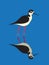 Bird, Black-necked Stilt Himantopus mexicanus illustration