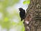 Bird black Sparrow flew to the nest tree and feeding Chicks