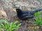 Bird black thrush in Zvolen Slovakia