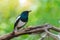 Bird Black and white Oriental magpie robin Birds fly Blurry background, natural green