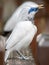 A bird with blue area around its eyes