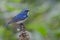 Bird, Blue bird, male Himalayan Bluetail Tarsiger rufilatus