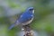 Bird, Blue bird, male Himalayan Bluetail Tarsiger rufilatus