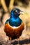 Bird Blue Black Red Starling Portrait