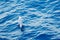 Bird with blue ocean. Northern Fulmar, Fulmarus glacialis, white bird, blue water, dark blue ice in the background, animal flight