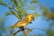 Bird with blue  sky from Africa.  Sunny day on safari in Namibia. Thorny branch wuth bird, pink beak.
